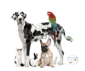 5911931-group-of-pets-standing-in-front-of-white-background-studio-shot